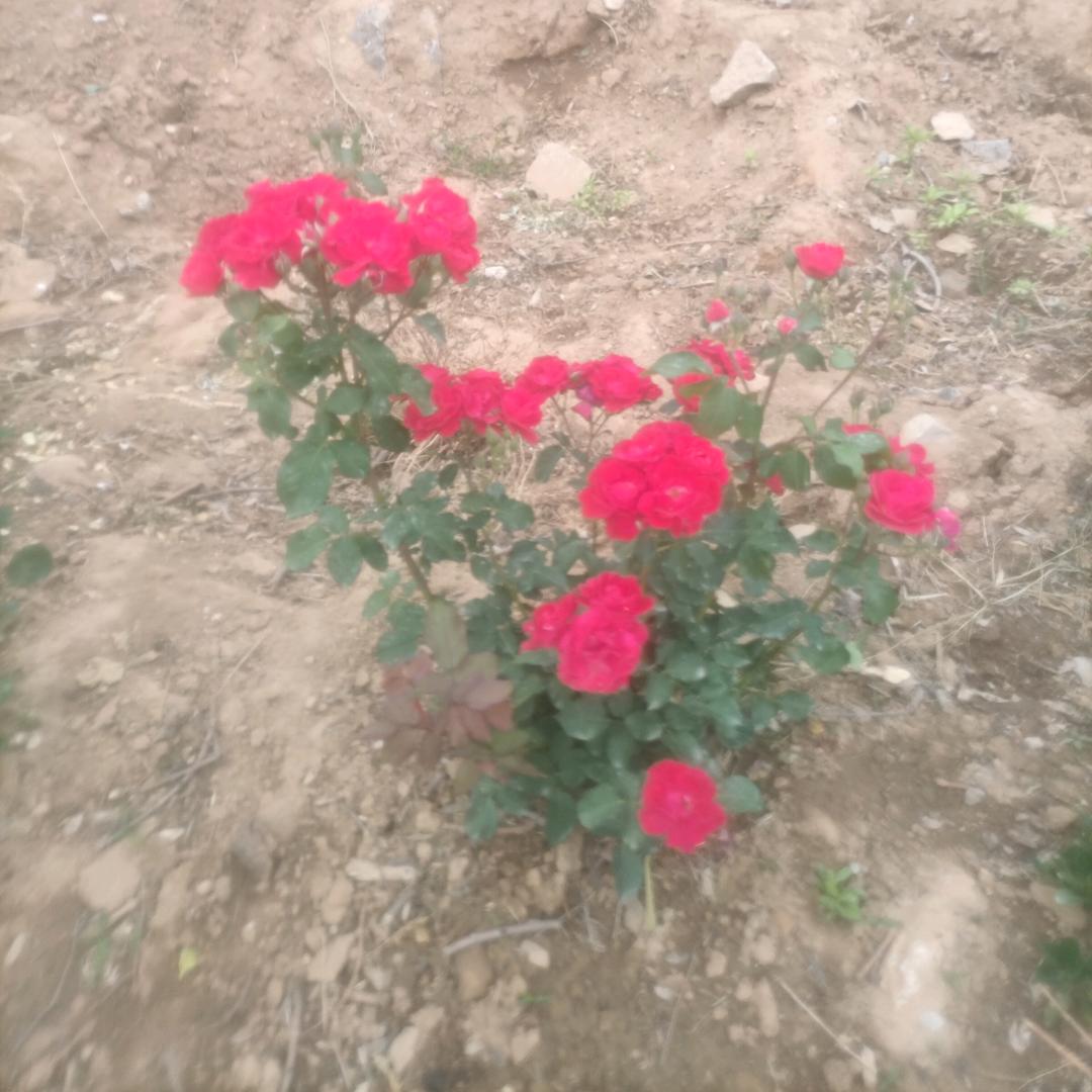 月季花