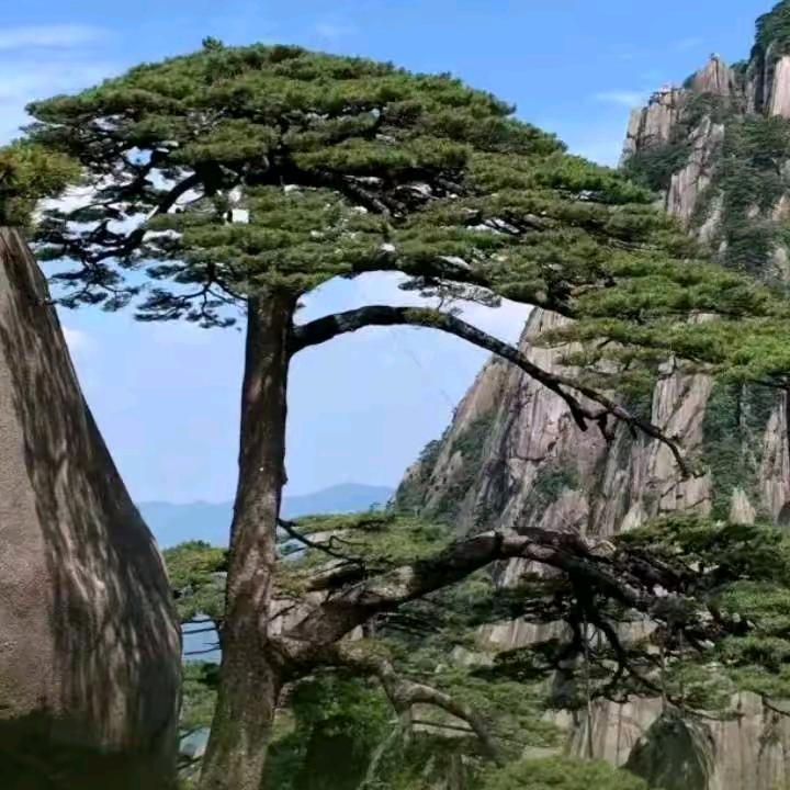 龙行天下。