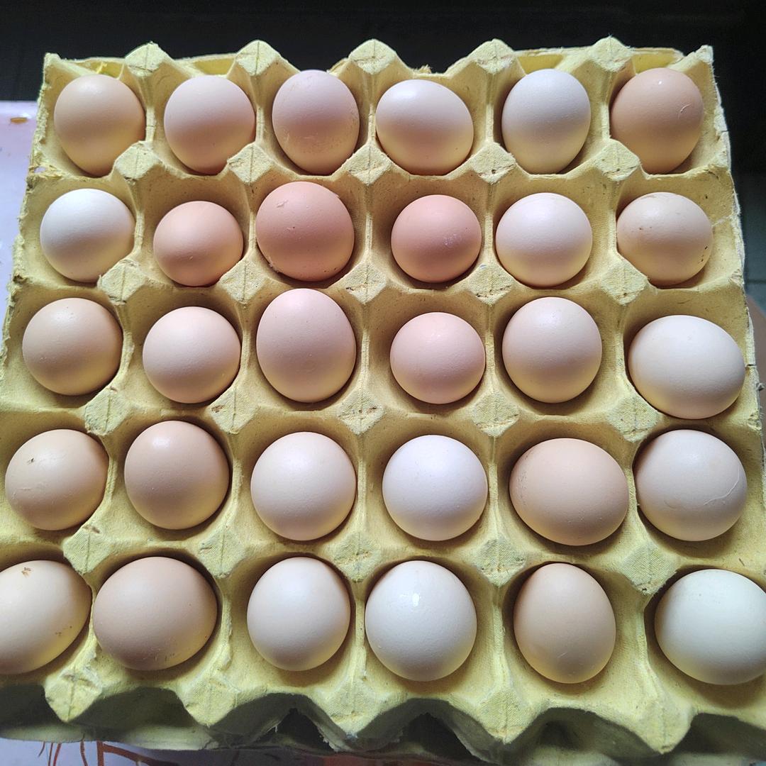 慧姐养鸡场，晚8点开播（橱窗里有好物）