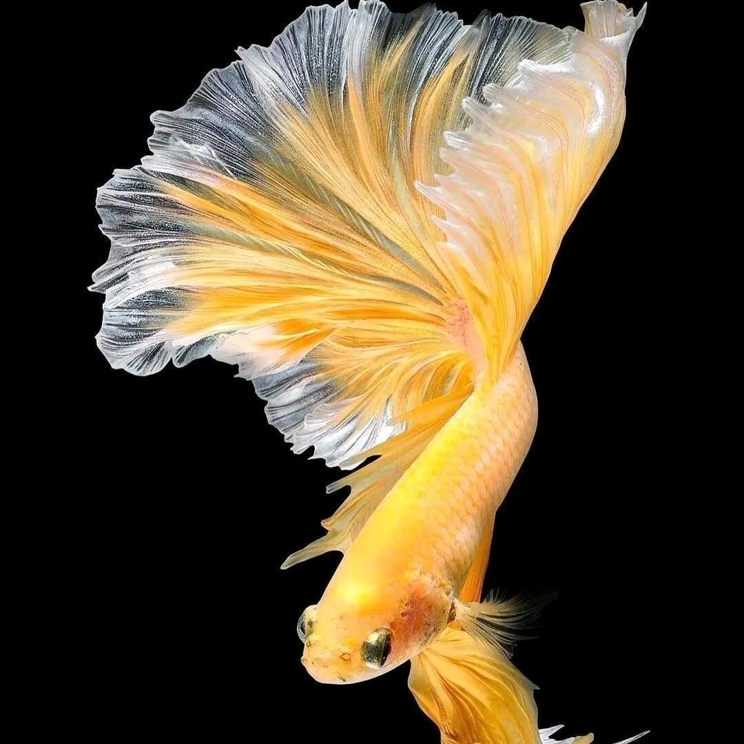 泡泡鱼🐟