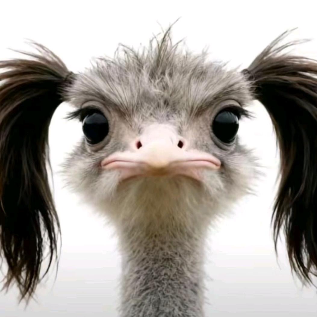 外向的菇有闲很内向