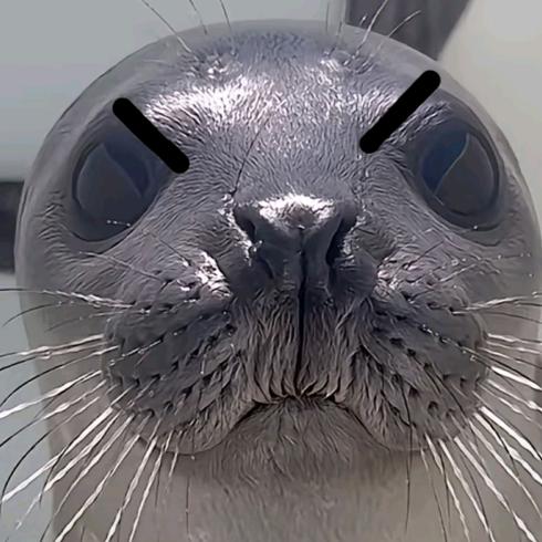花猫不爱睡