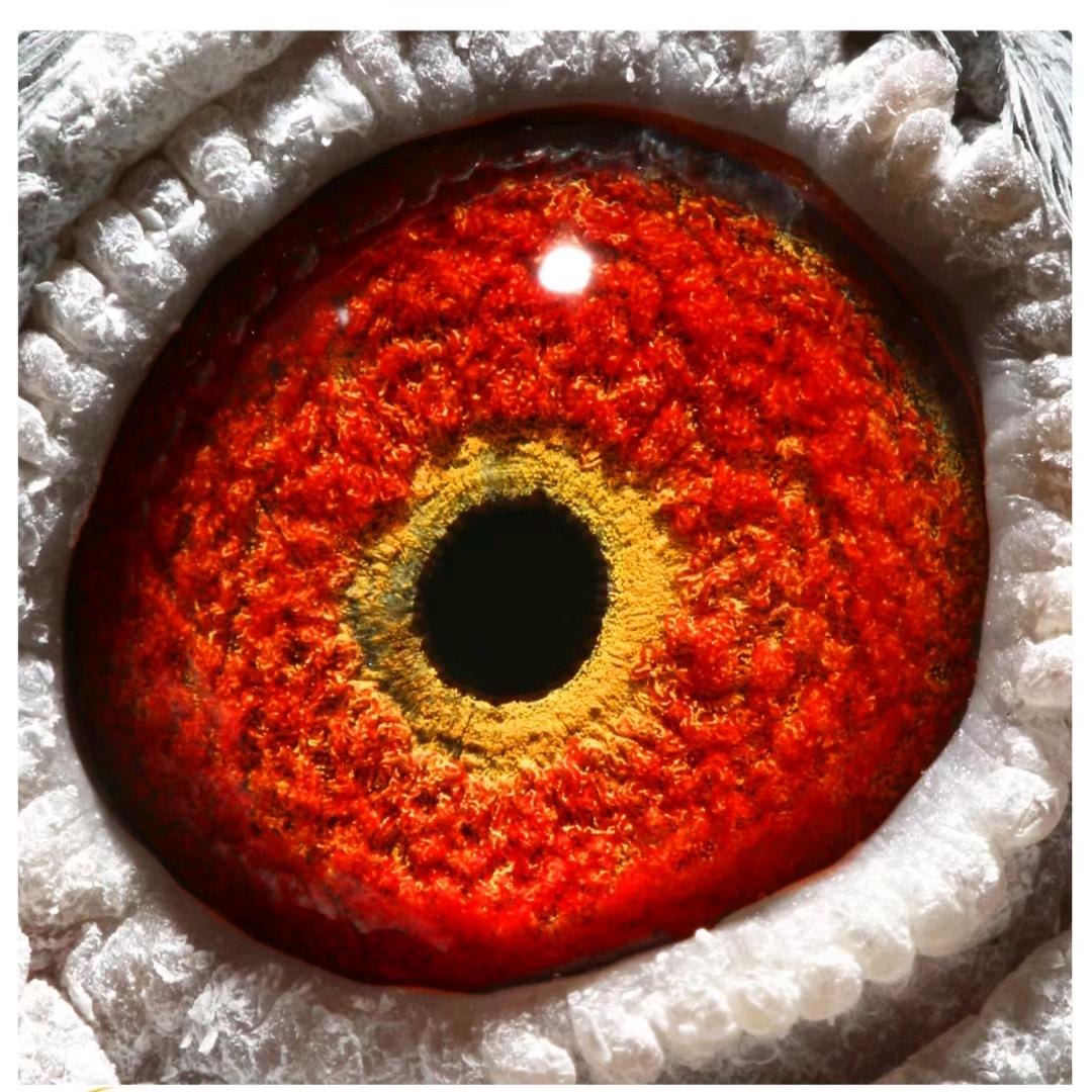 云南，雄风赛鸽棚