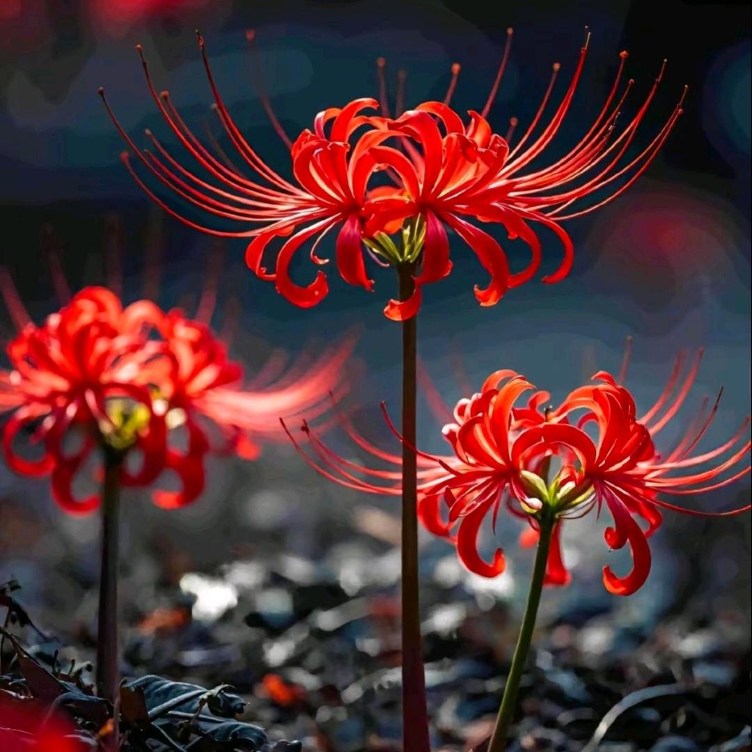 @ℳ*过期的拥抱*ℳ: