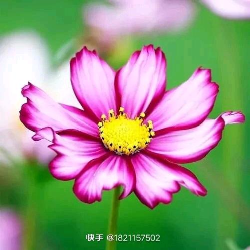 永远幸福
