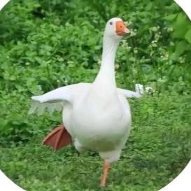 闲不住的咸鱼