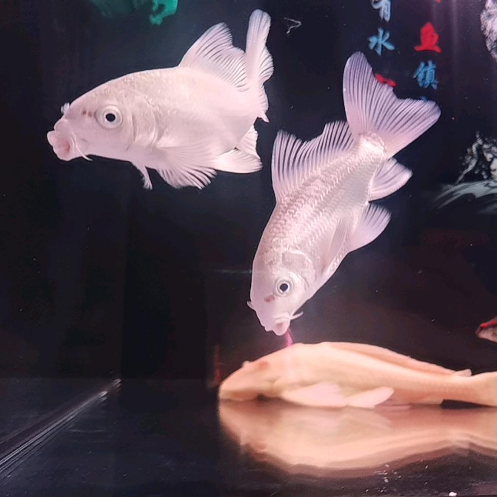 隔壁老王学养鱼