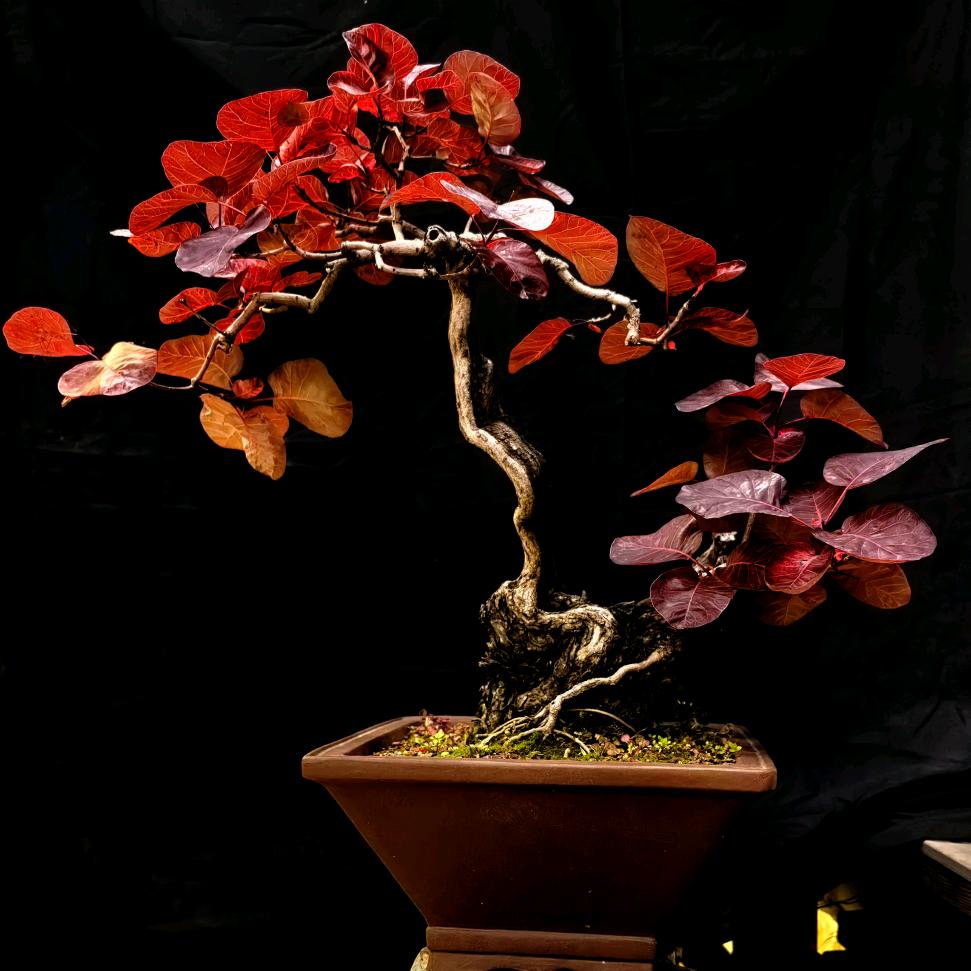 🐢青瓮小隐🌳-黄栌