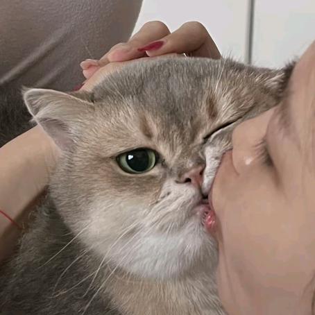 喵喵咪呀