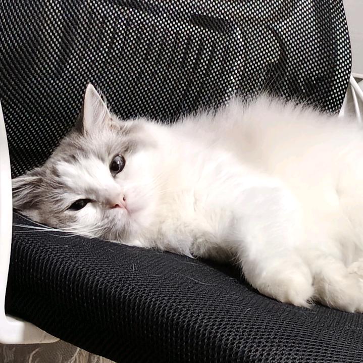 小猫猫