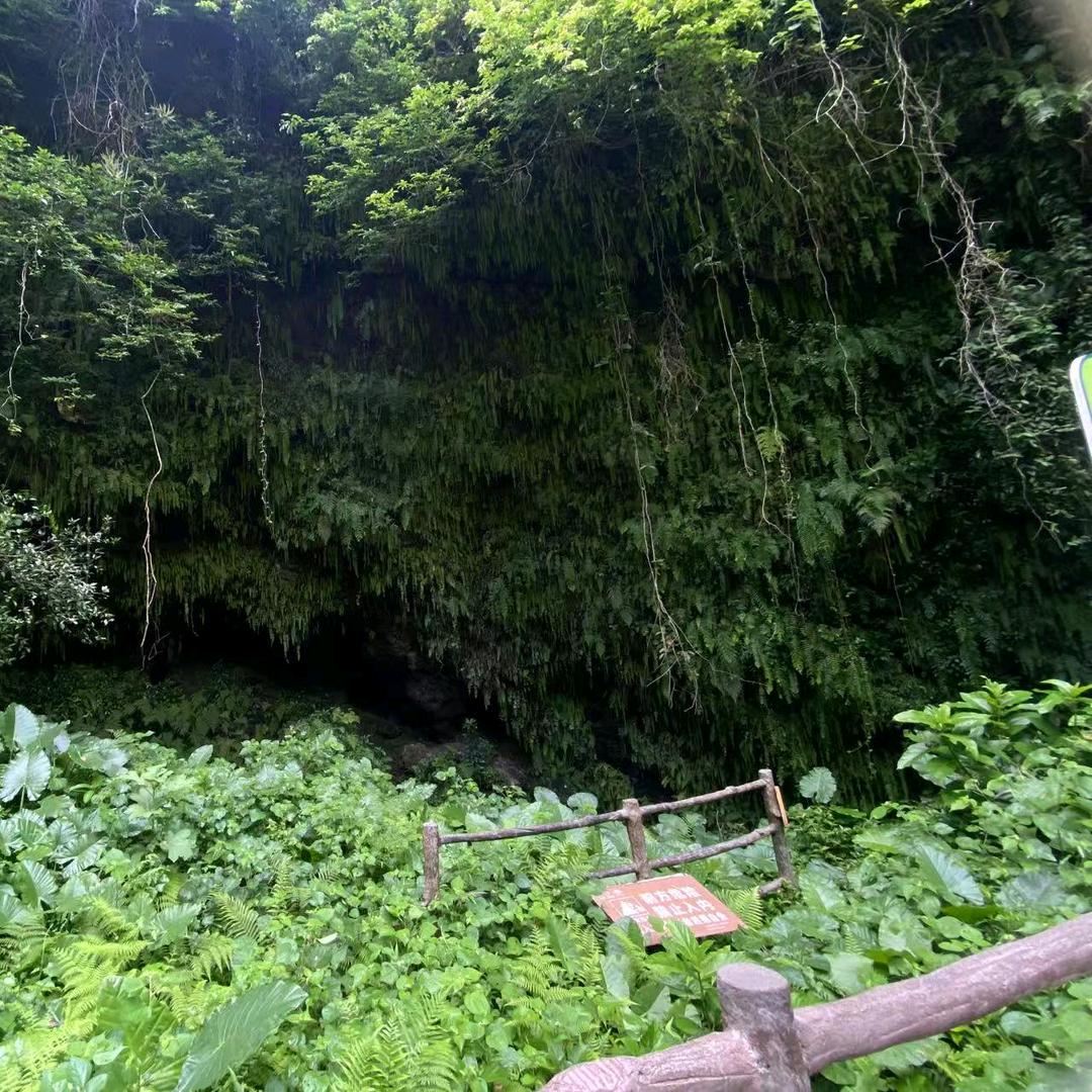 下山龙🐉
