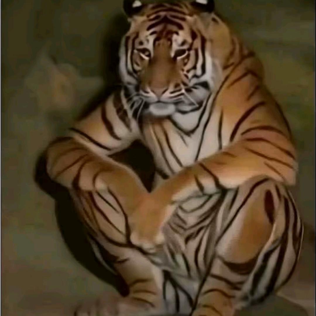 伟星管(石北工业路店)笑笑糊糊直播号