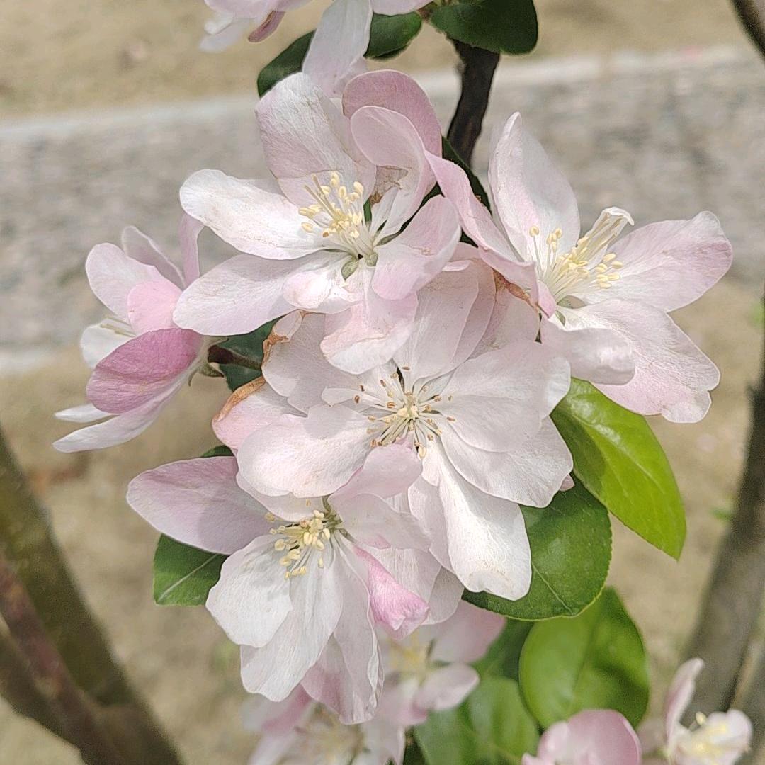 海底芹菜