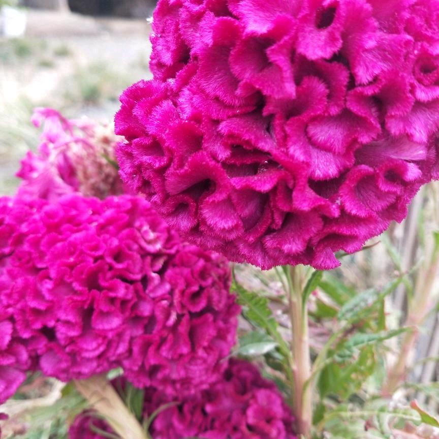 幸福家庭！江西！🌈🌹余干