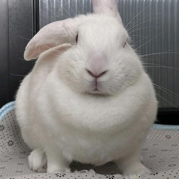 两只🐰