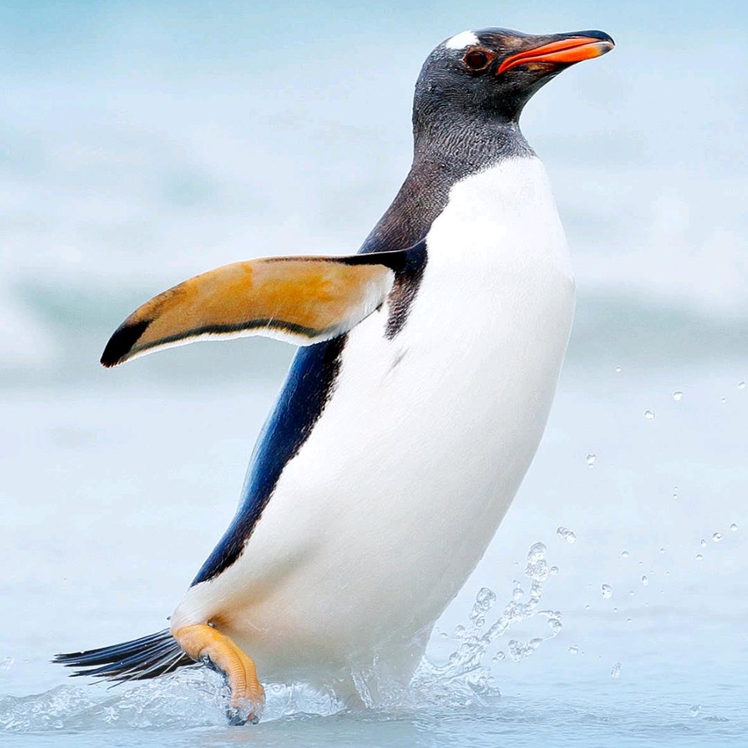 仙☣李☣而后兵