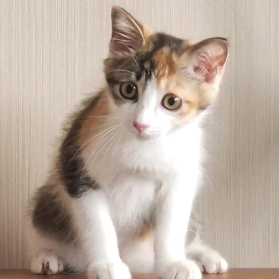 招财猫娟宠社