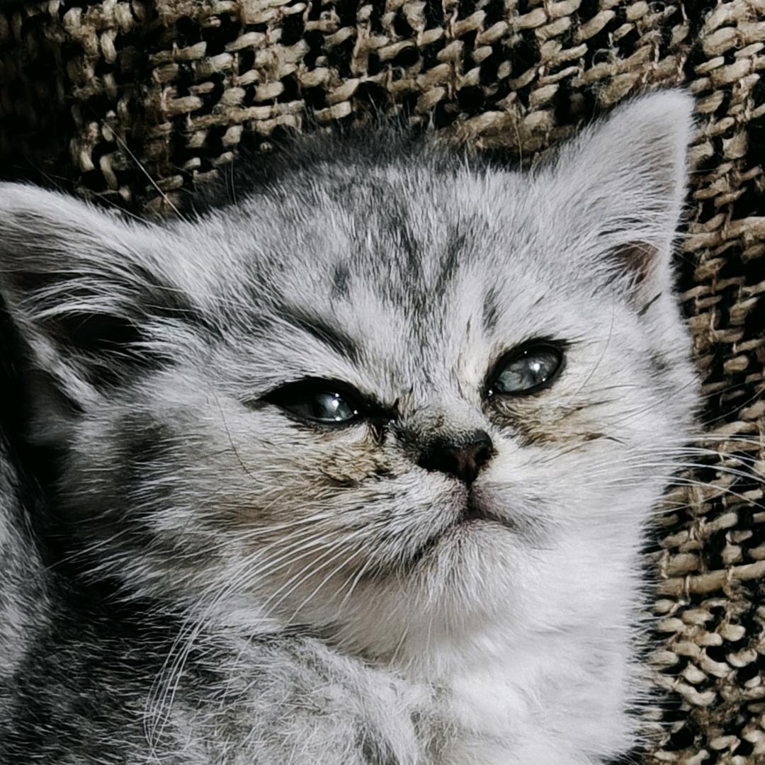 猪蹄喵喵