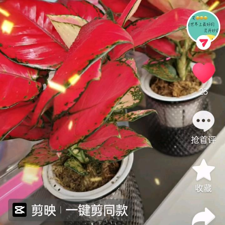 五啊哥