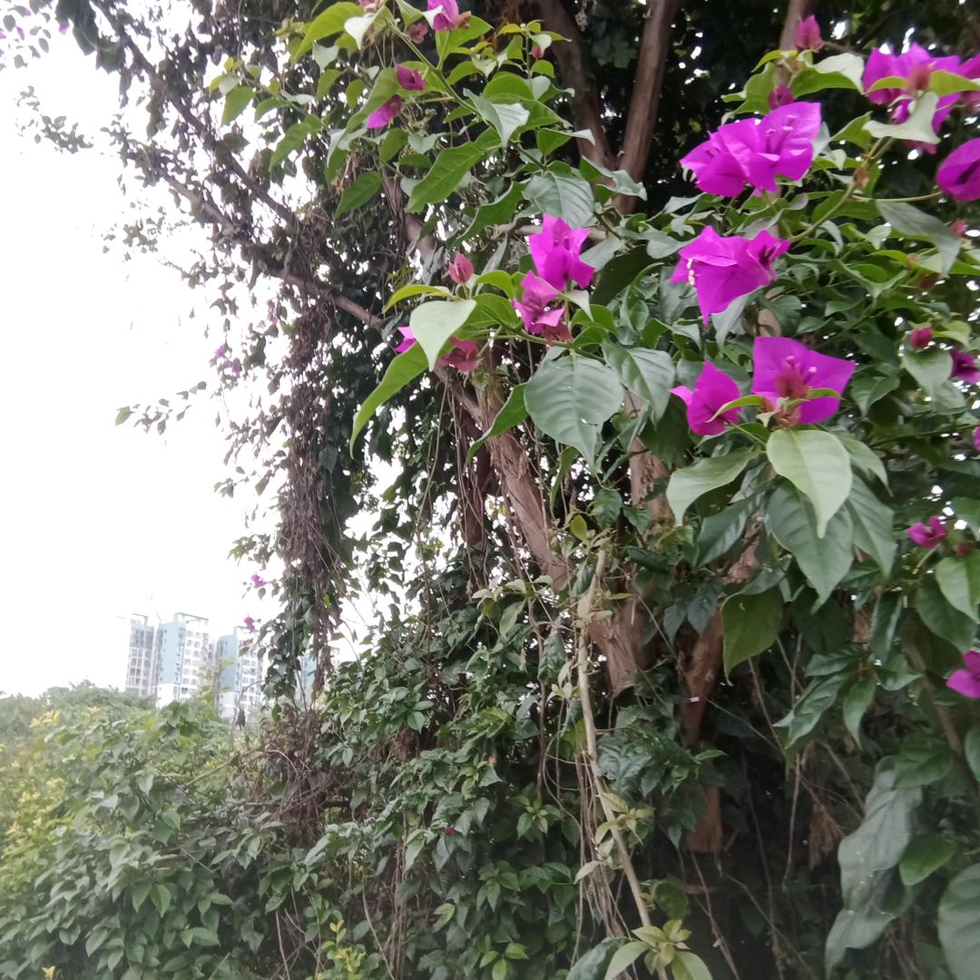 青龙（下午3点10分开直播）