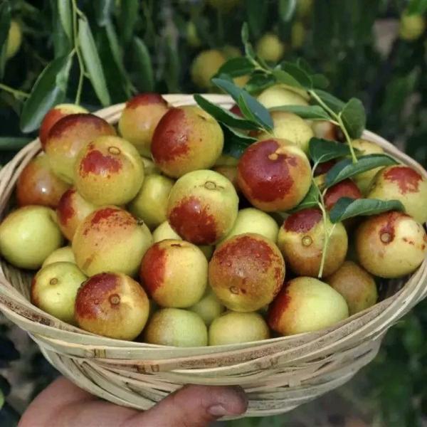 谊味闹花果树苗木专卖店铺