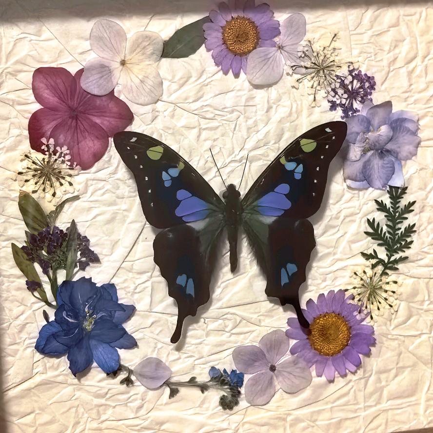 花间光影-蝴蝶标本工作室