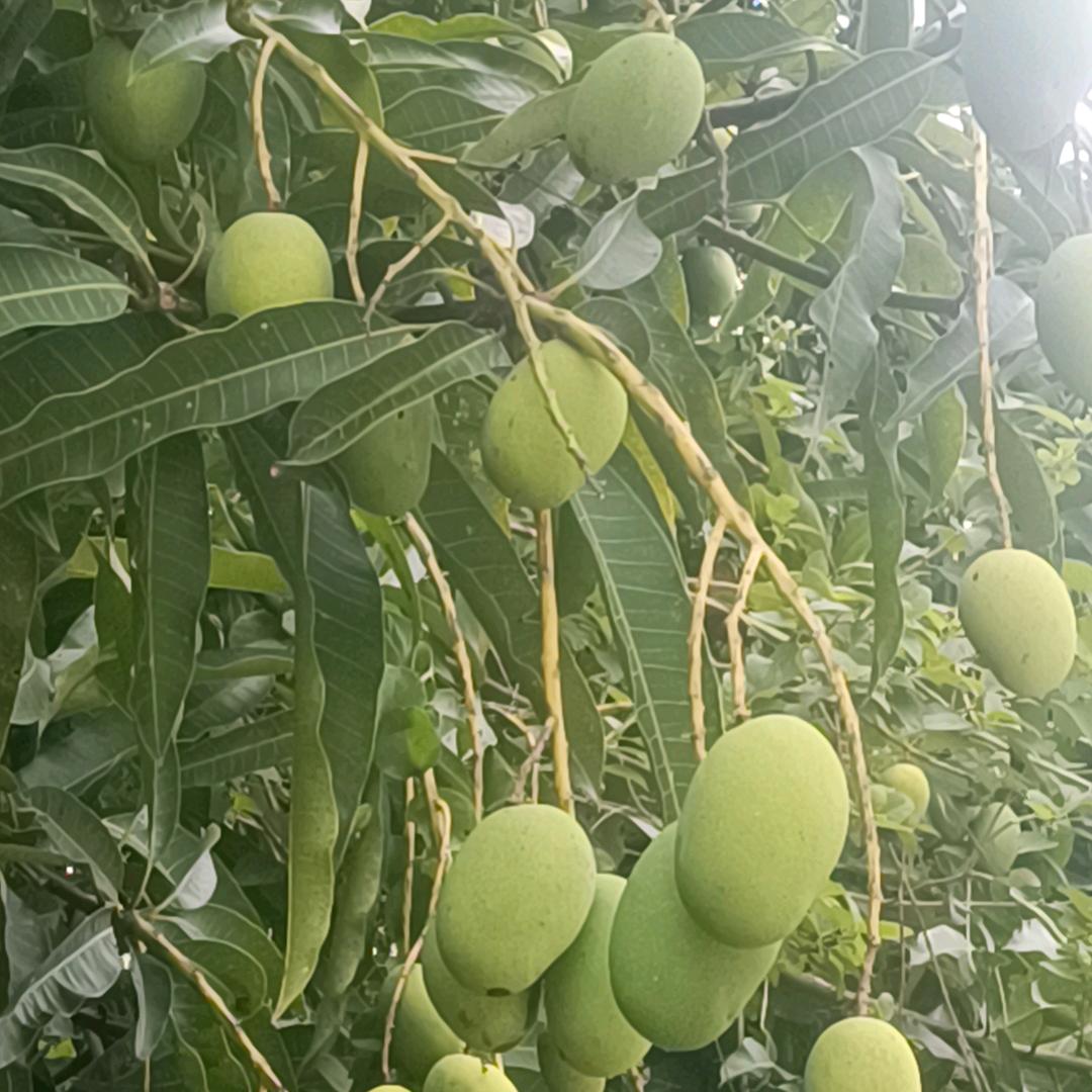 不怕羞（新号）