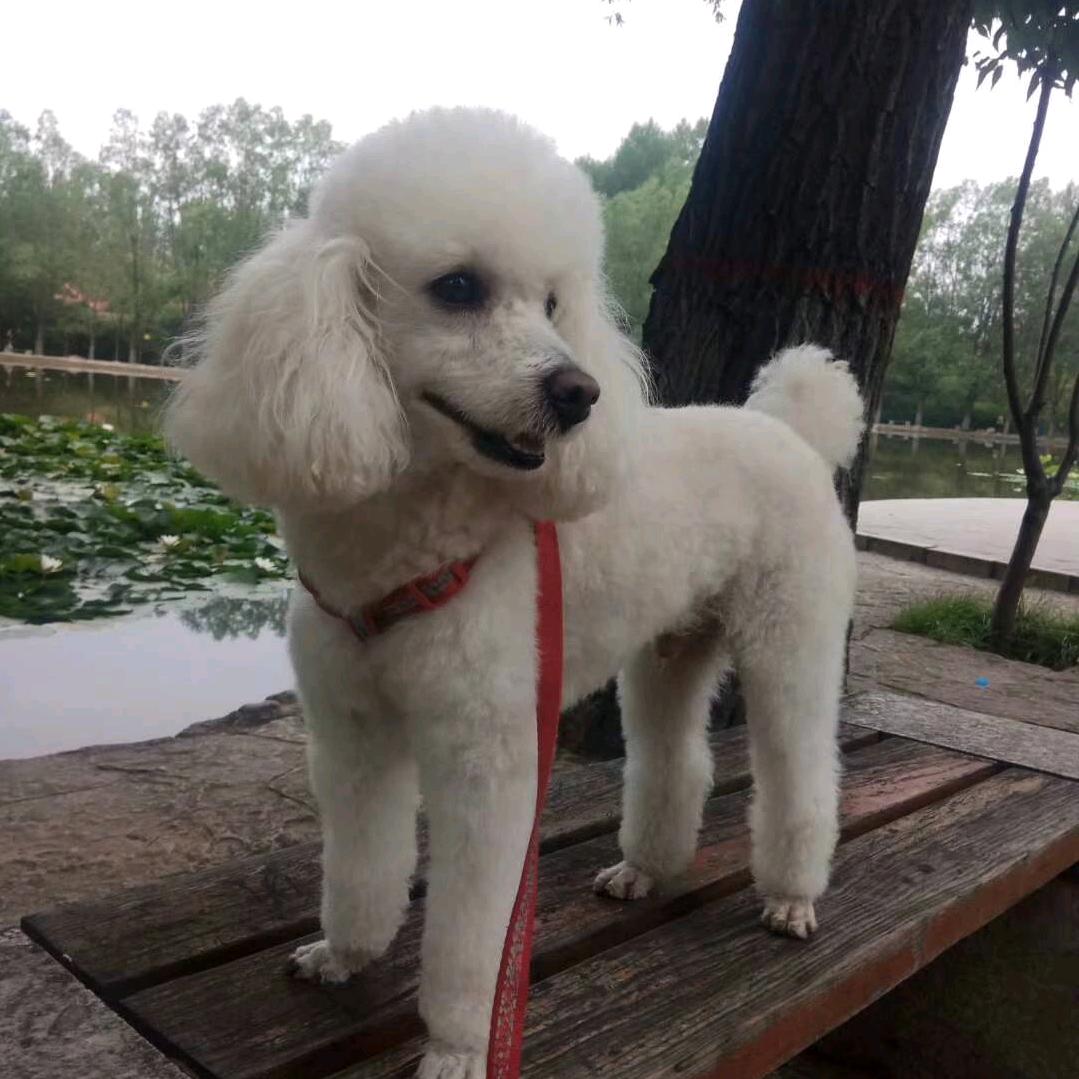 雪儿家的宠物们