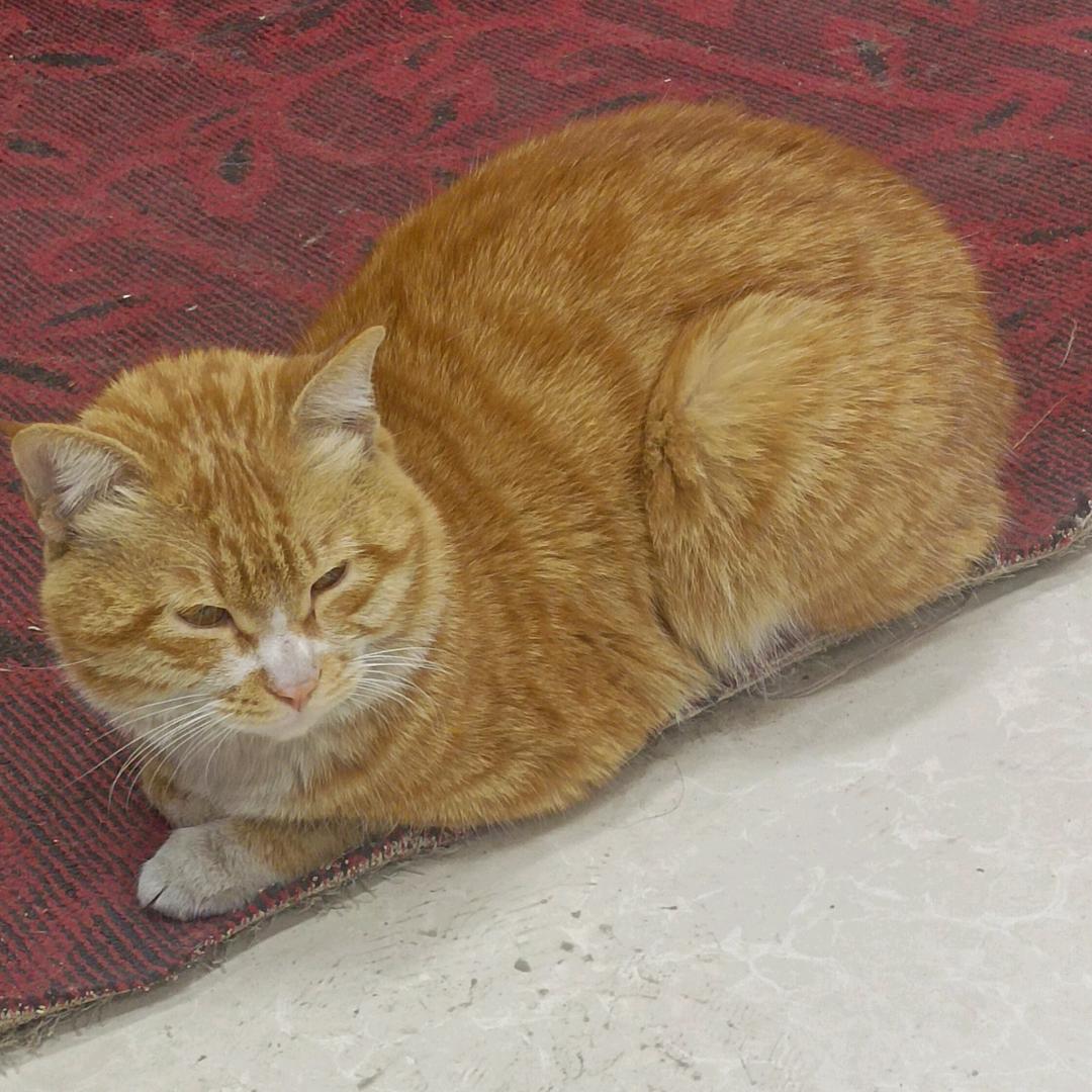 嘟嘟嘟头像