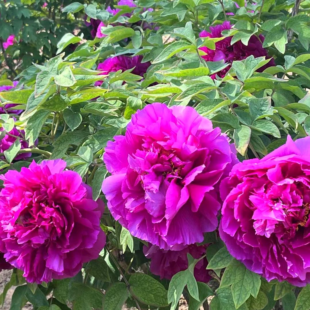 爱玲纺织艺术店