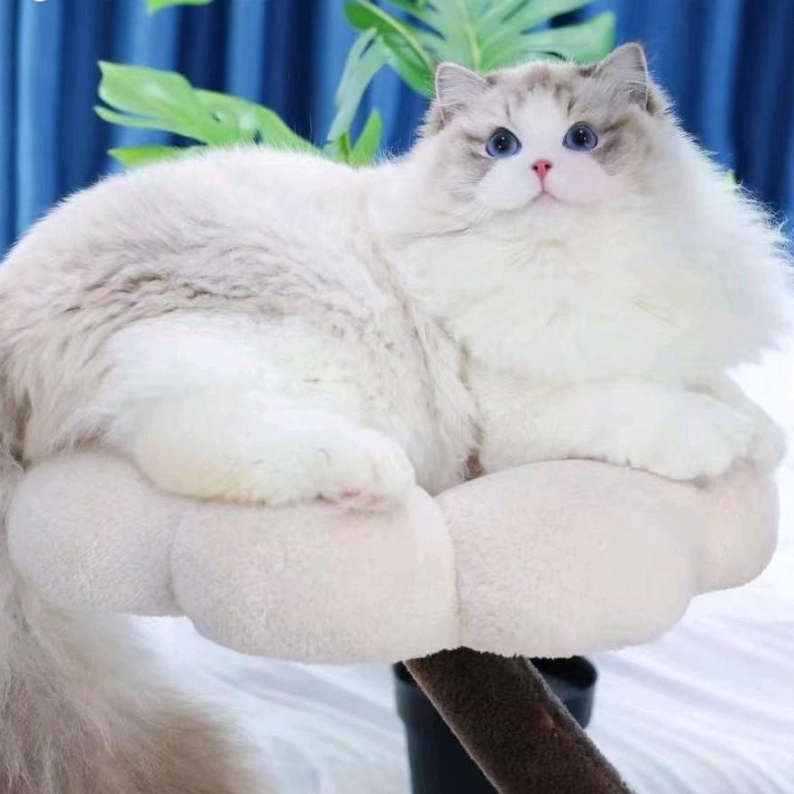 重庆猫妈