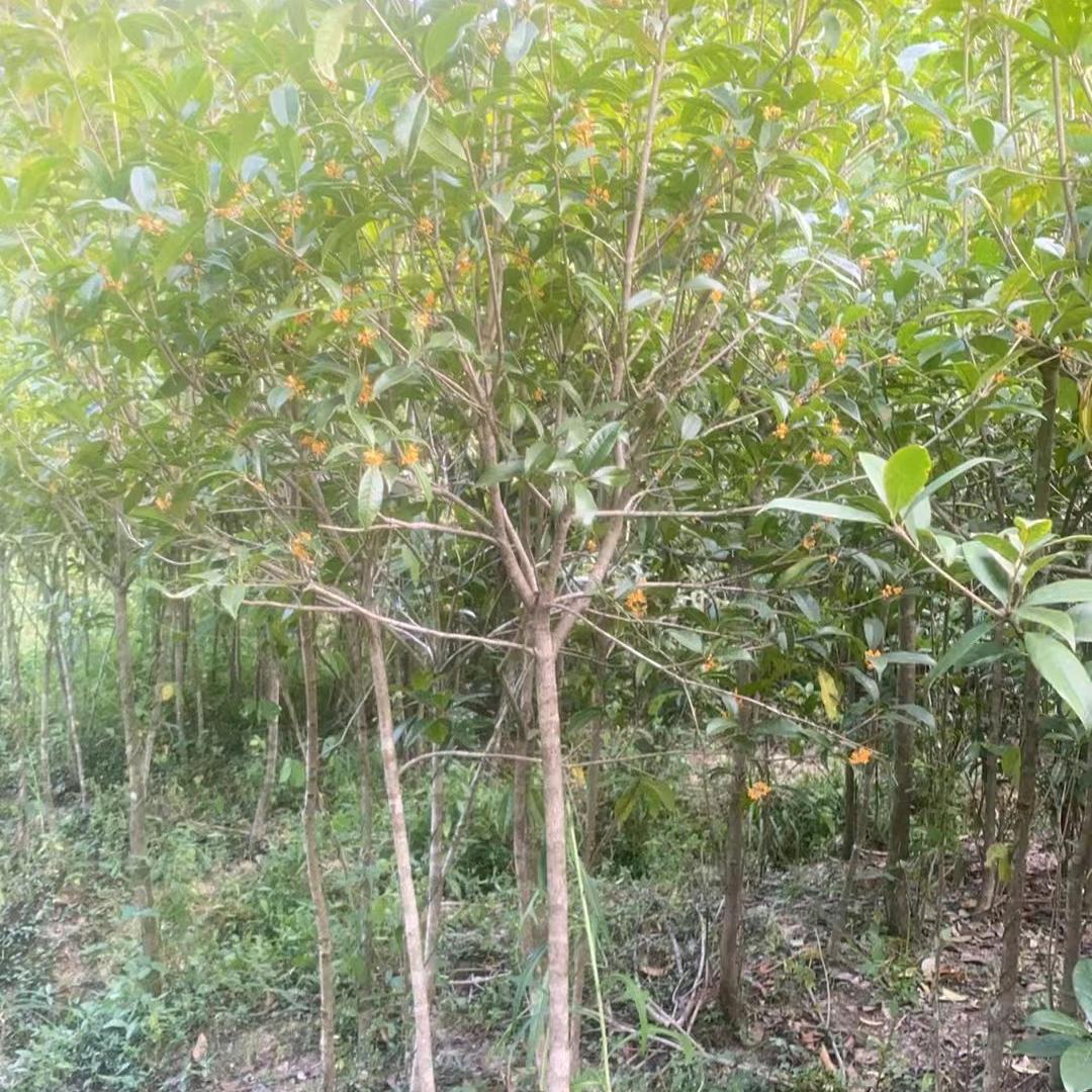 帅余园林绿化