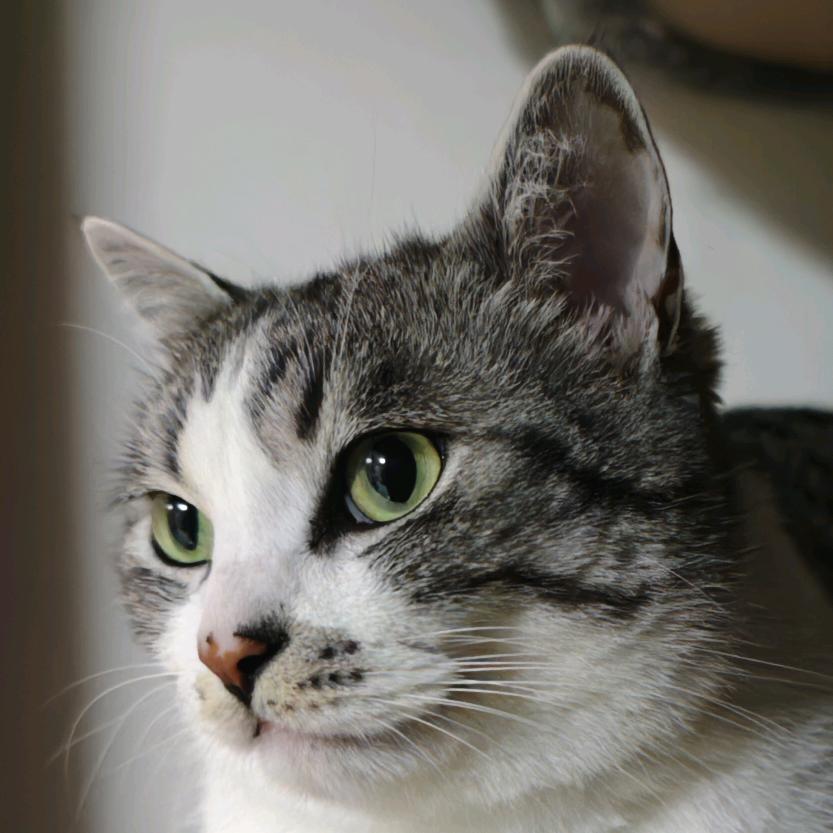 能吃想飞的猪