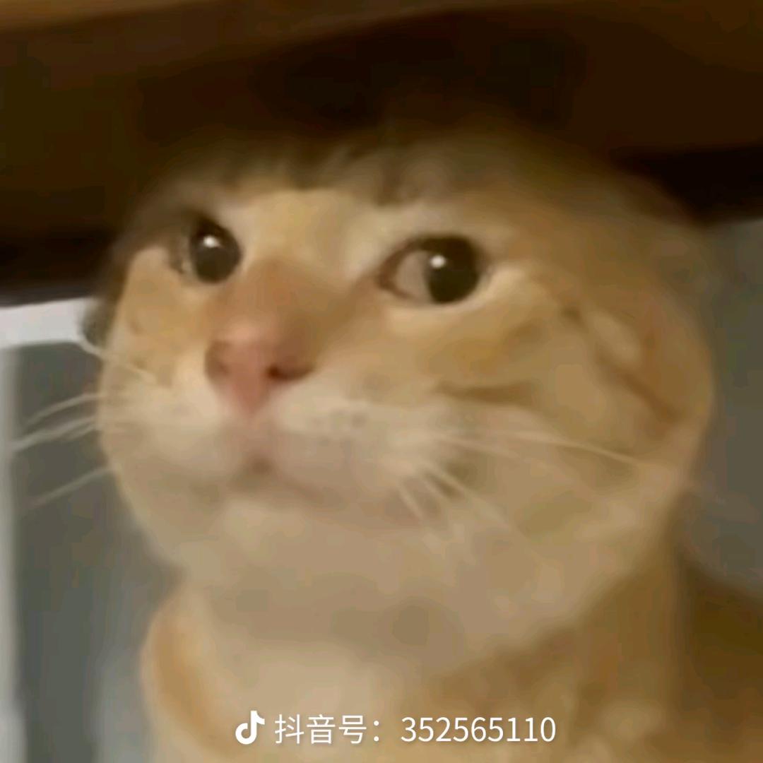 派二星