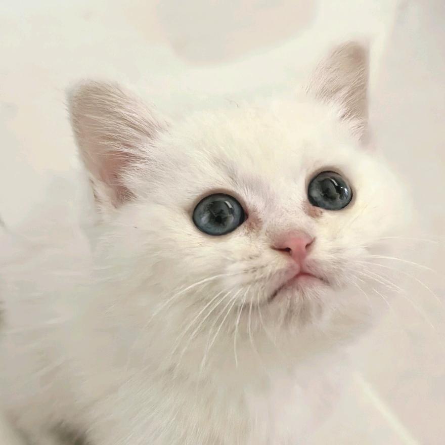 白领大福是只猫