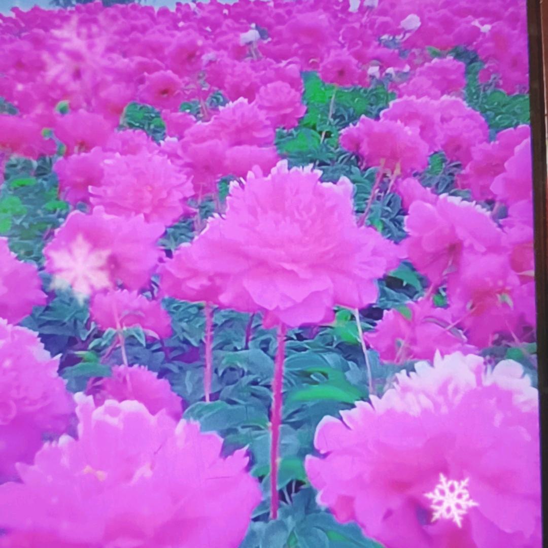 明天更美好👌🍎🍎🍎🥀🥀🥀