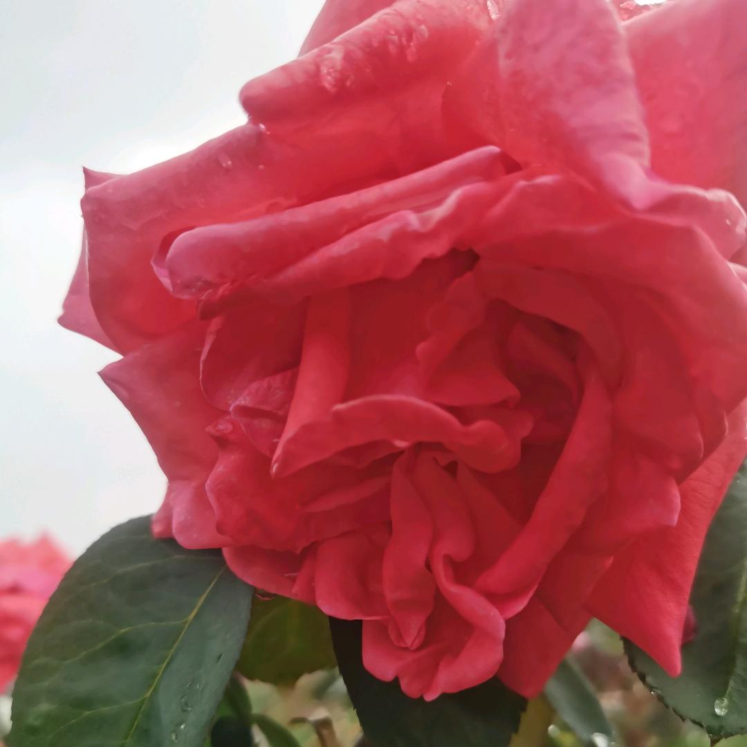 花为你开