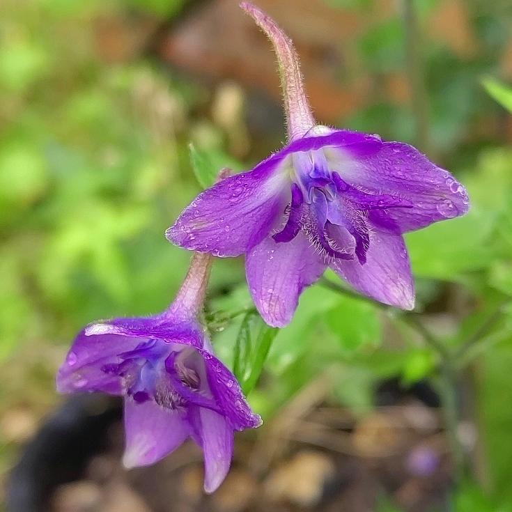 💫天涯游子💫