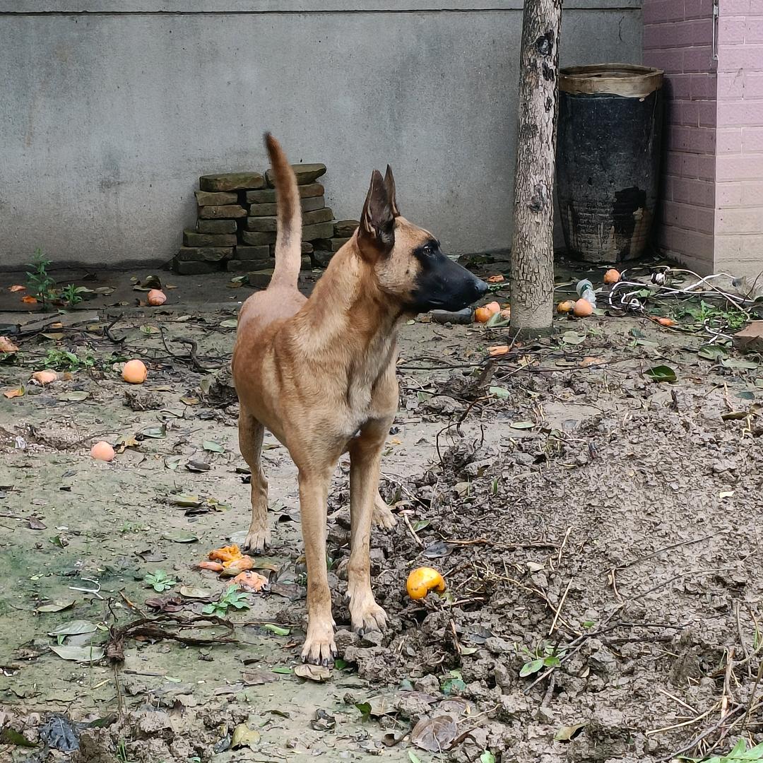 临潼养🐕马犬德牧🐕