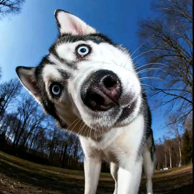 晓琪三角洲行动