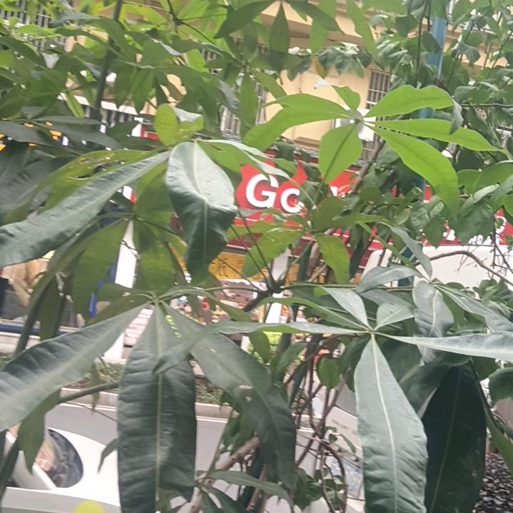 扎  西  德  勒