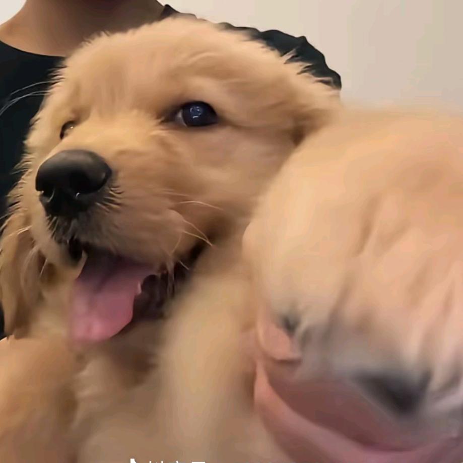 小涛