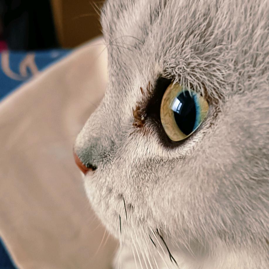 来喜是只小猫咪