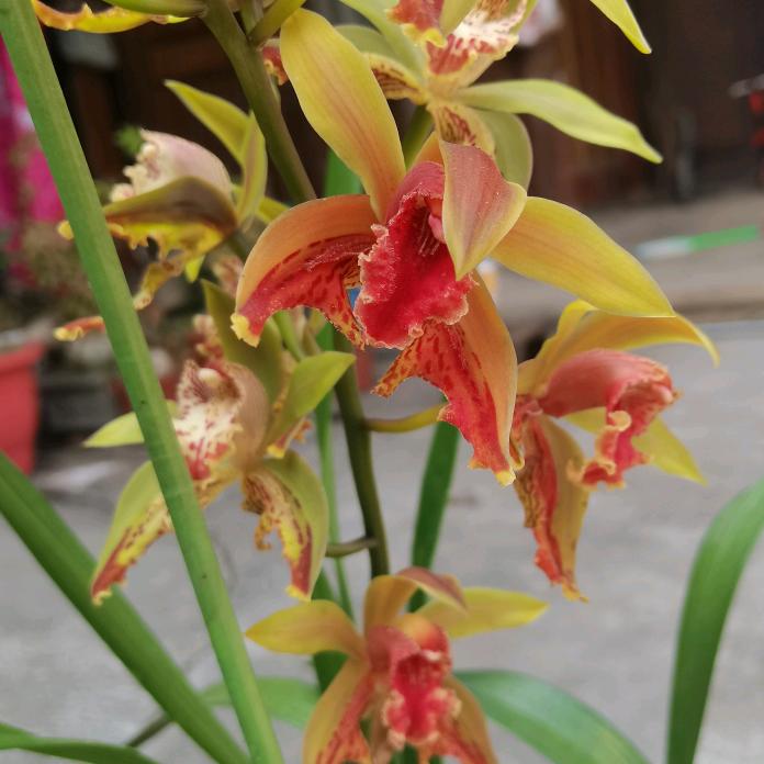 滇西龙姐姐花卉