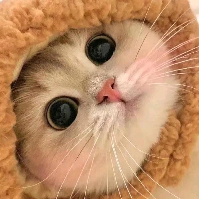 猫meme豆宝包