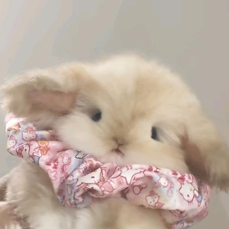 我的西皮天生一对