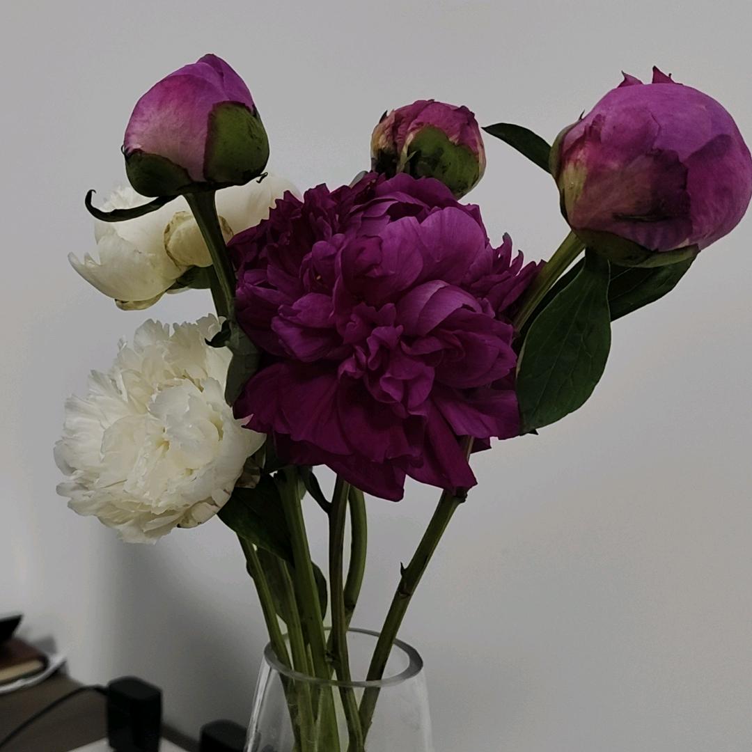 小番茄
