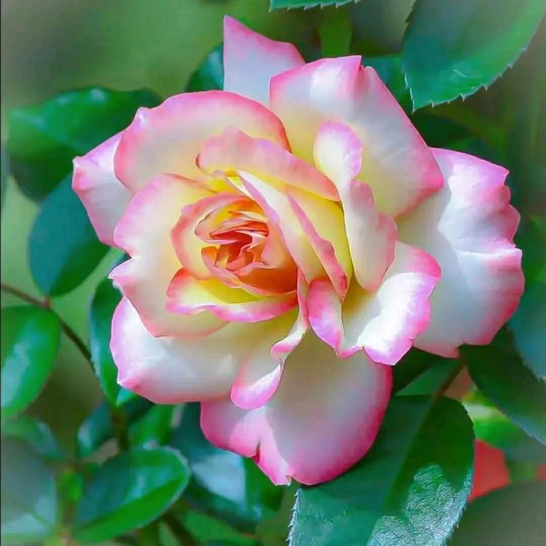 王芳（想要个家）
