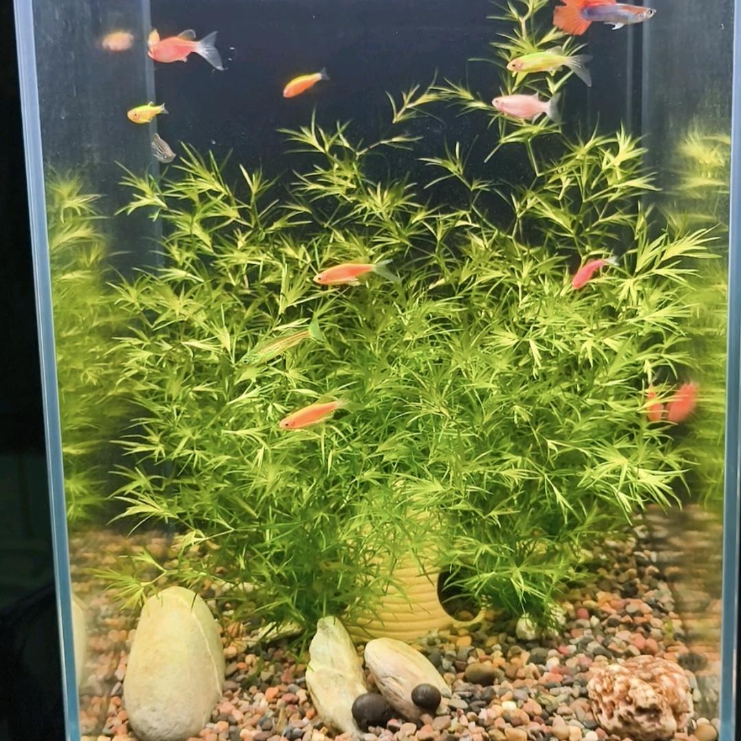 鱼摆摆