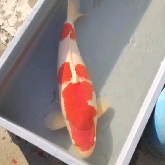 石家庄卖彩钢方管的龍哥，兼职锦鲤交友！